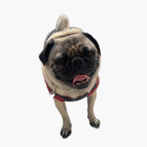 Ropa para perros hecha a la medida